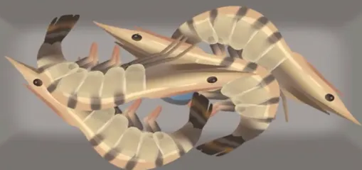 Loopy���2025�ٷ����°汾