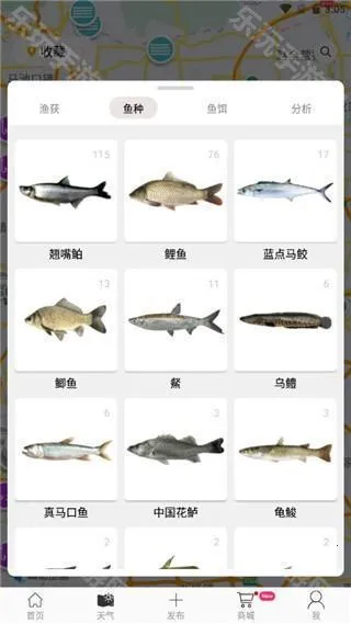 ���(�����罻ƽ̨)